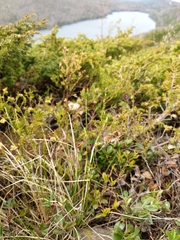 Piptatheropsis pungens