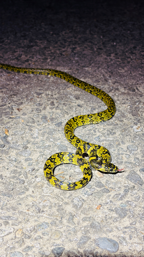 Gammie's Wolf Snake