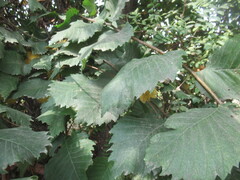 author not stated, no rights reserved Ulmus laevis, photograph author not stated, no rights reserved