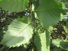 Ulmus laevis, photograph author not stated, no rights reserved