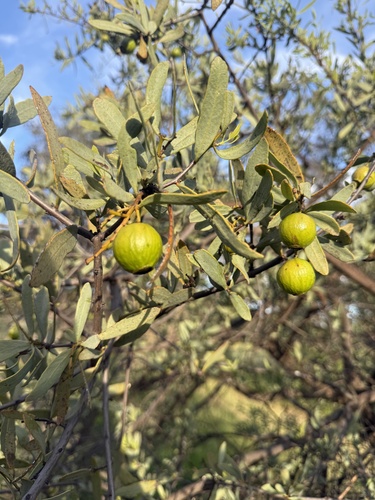 Desert Quandong