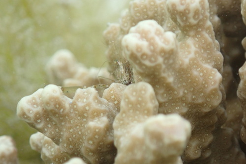 Periclimenella spinifera observed 2026-09-10