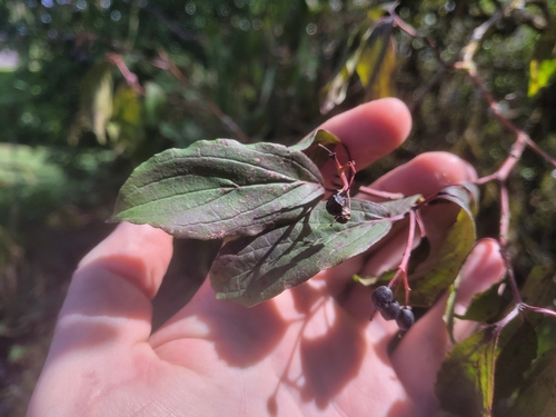 common dogwood