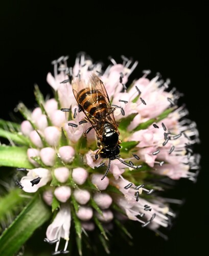 Ceratina quadripunctata