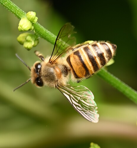 Asian Honey Bee