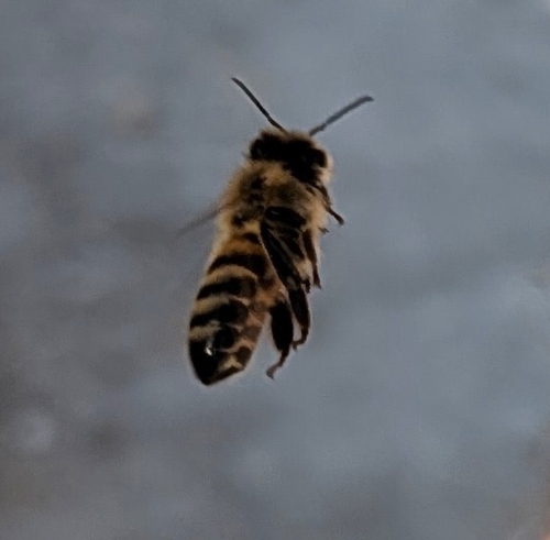 Western Honey Bee