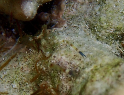 Periclimenella spinifera observed 2026-09-10
