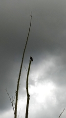 Geranoaetus albicaudatus