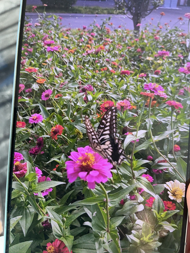 Chinese Yellow Swallowtail