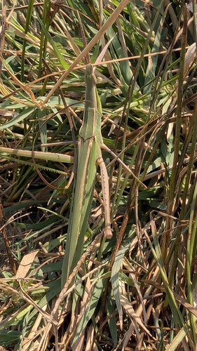 Mediterranean Slant-faced Grasshopper