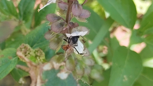 Red Dwarf Honey Bee