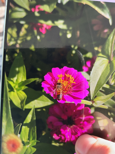 Western Honey Bee