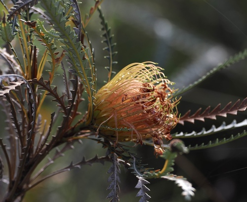Banksia dallanneyi, photograph 2