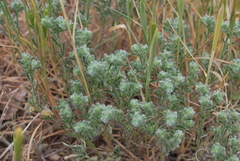 Cryptantha minima