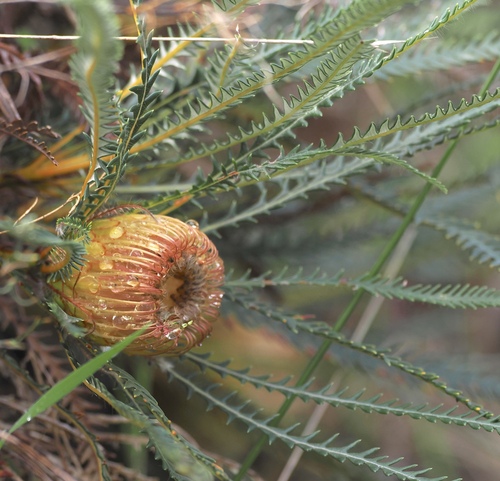 Banksia dallanneyi, photograph 4