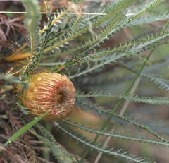 Banksia dallanneyi, photograph (c) desertnaturalist, some rights reserved (CC BY)