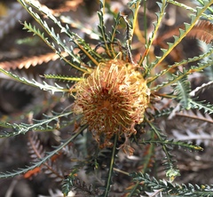 Banksia dallanneyi, photograph (c) desertnaturalist, some rights reserved (CC BY)