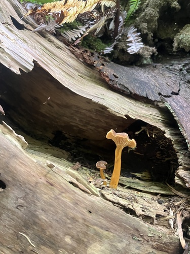 Yellowfoot