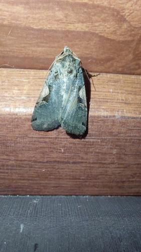 Setaceous Hebrew Character