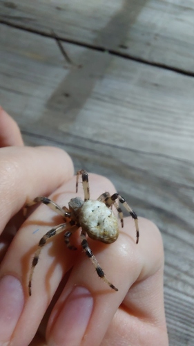 Four-spot Orbweaver