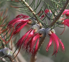 Melaleuca rupestris