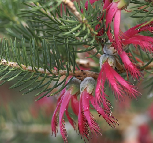 Melaleuca rupestris, photograph 1