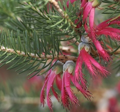 (c) desertnaturalist, some rights reserved (CC BY) Melaleuca rupestris, photograph (c) desertnaturalist, some rights reserved (CC BY)