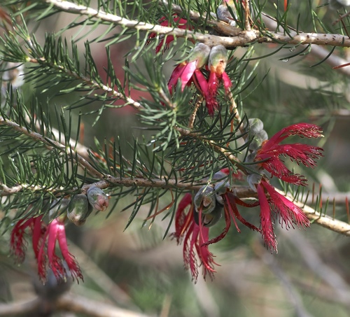 Melaleuca rupestris, photograph 2