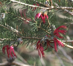 (c) desertnaturalist, some rights reserved (CC BY) Melaleuca rupestris, photograph (c) desertnaturalist, some rights reserved (CC BY)