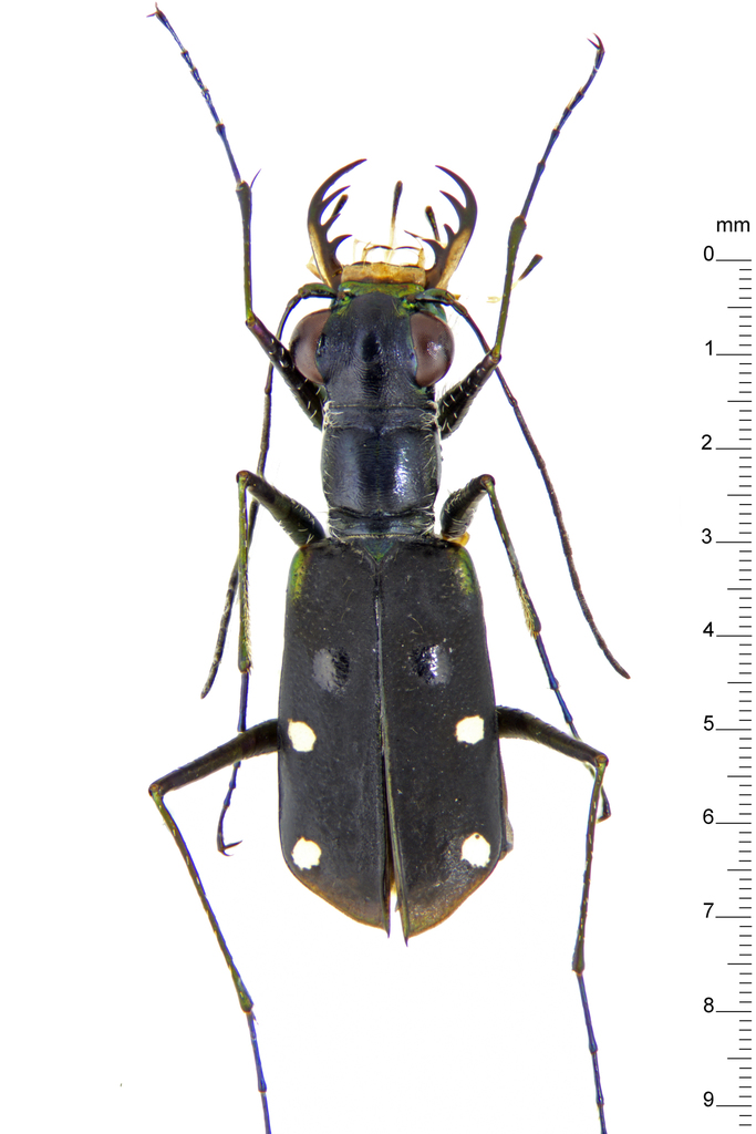 Cylindera hammondi