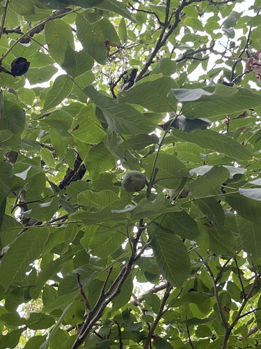 Persian walnut