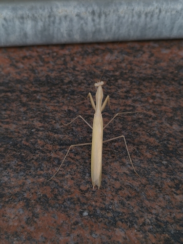 European Mantis