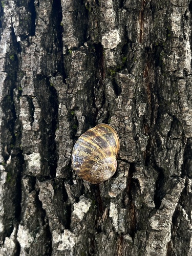 Garden Snail