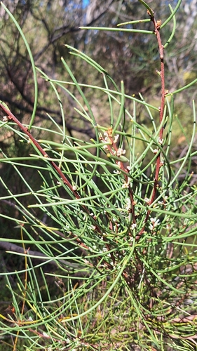Hakea rostrata, photograph 4