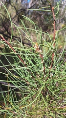 Hakea rostrata, photograph author not stated, no rights reserved