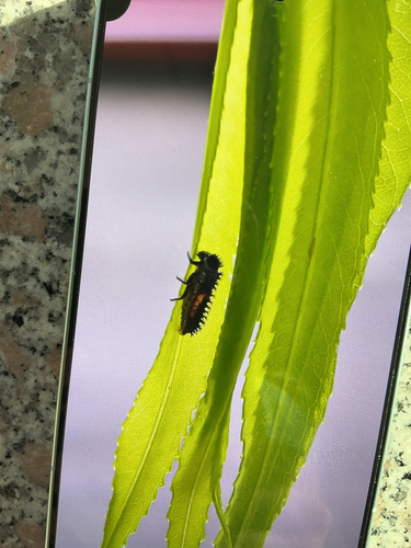 Asian Lady Beetle