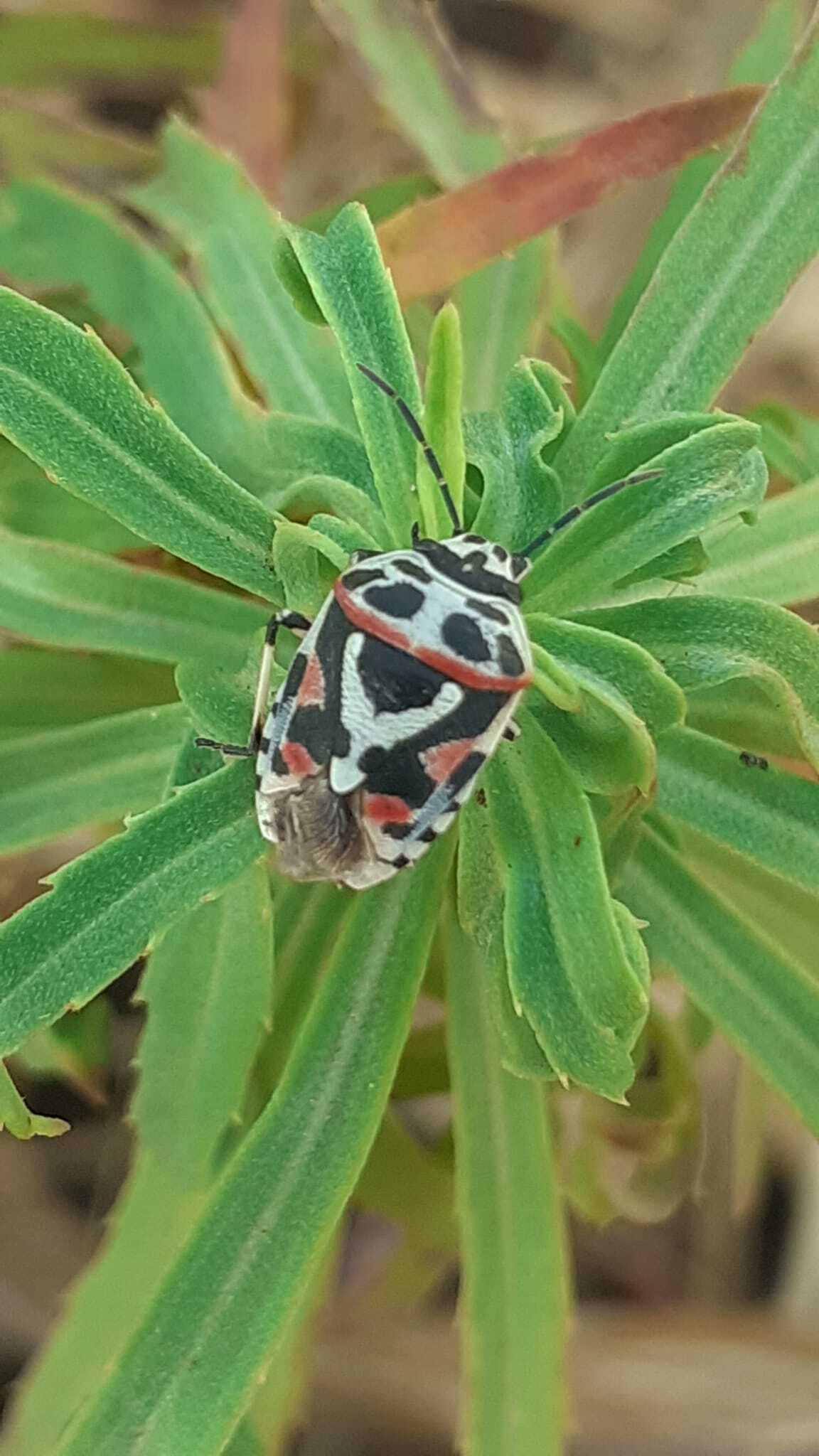 Eurydema ornata
