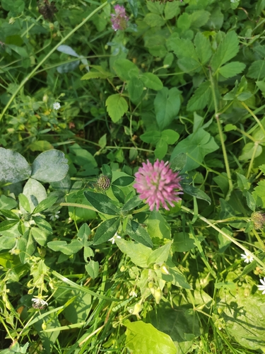 Red Clover