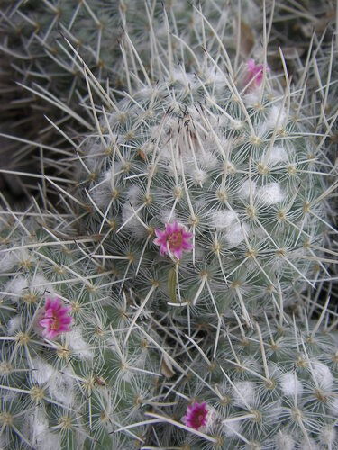Mammillaria geminispina ssp. geminispina