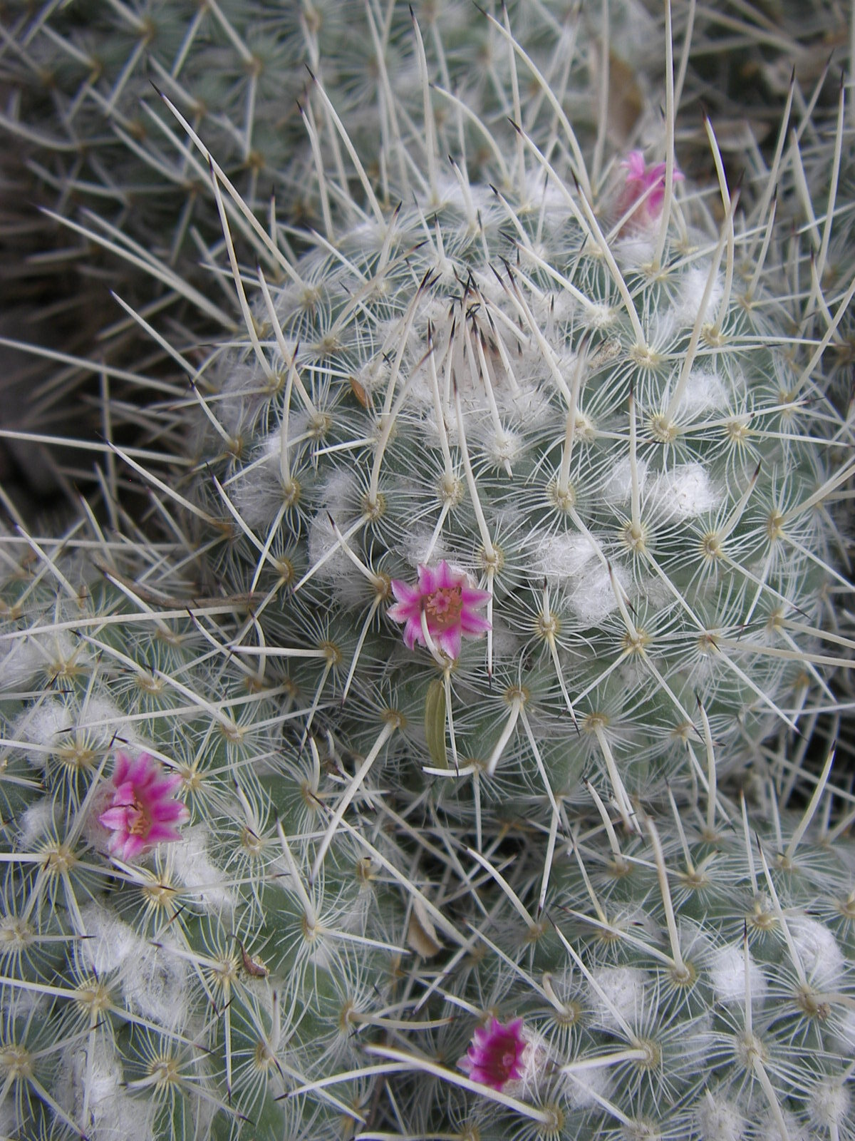 Mammillaria geminispina ssp. geminispina