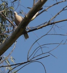 Streptopelia decaocto