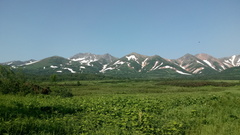 Filipendula camtschatica