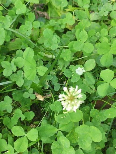 white clover
