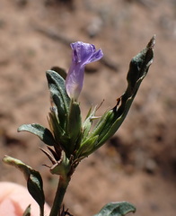 Brunoniella australis, photograph (c) Ruth Palsson, some rights reserved (CC BY-SA)