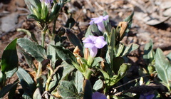 Brunoniella australis, photograph (c) Ruth Palsson, some rights reserved (CC BY-SA)