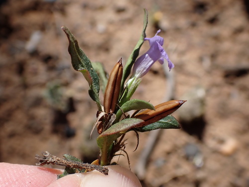 Brunoniella australis