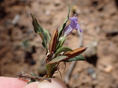 Brunoniella australis