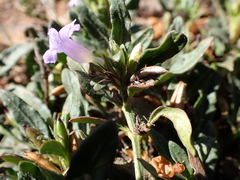 Brunoniella australis, photograph (c) Ruth Palsson, some rights reserved (CC BY-SA)