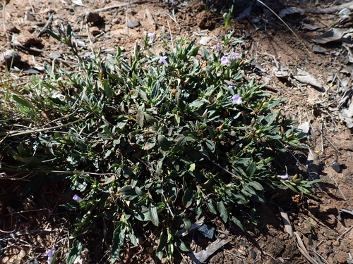 Brunoniella australis, photograph 4