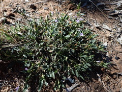 Brunoniella australis, photograph (c) Ruth Palsson, some rights reserved (CC BY-SA)